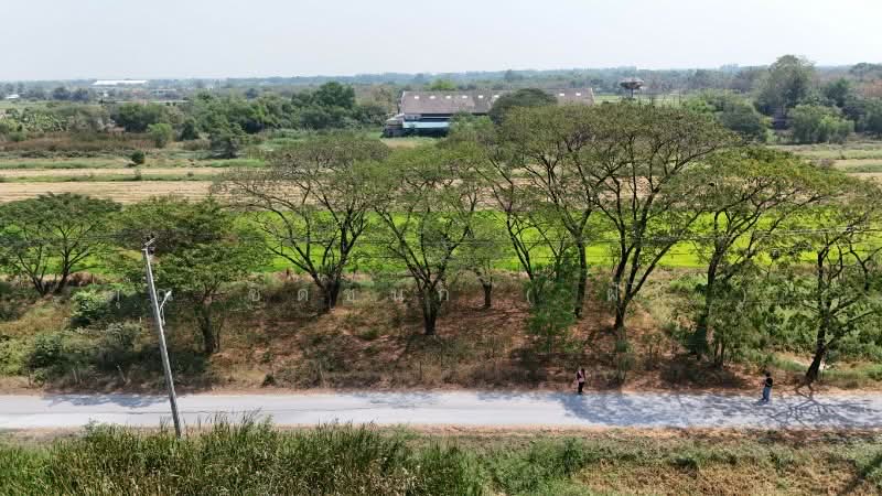 ที่ดินเปล่า 98 ตารางวา ซอยสังฆสันติสุข 38 หนองจอก กรุงเทพฯ ราคาถูก, กรุงเทพ, สังฆสันติสุข, กระทุ่มราย, หนองจอก, กรุงเทพ, 392 ตร.ม., ที่ดิน ขาย, โดย คุณ ชิดชนก ( ฝัน ), 500156774 - DDproperty.com