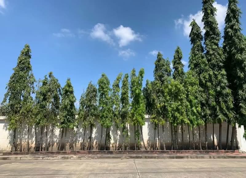 Saransiri Ratchaphruek-Chaengwattana : สราญสิริ ราชพฤกษ์-แจ้งวัฒนะ, นนทบุรี, ถนนชัยพฤกษ์, คลองข่อย, ปากเกร็ด, นนทบุรี, 67 ตร.ม., บ้านเดี่ยว ขาย, โดย ปรินทร์ญาดา ชิณโชติ, 500156843 - DDproperty.com