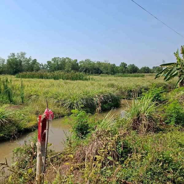 ที่ดินเปล่า800ตรว. ถ.เลียบคลองหนองเสือ คลอง8, Pathum Thani, Bung Cham O, Nong Sua, Pathum Thani, , 3,200 sqm, Land For Sale, by AJHOMECENTER - คุณนัท, 500157277 - DDproperty.com