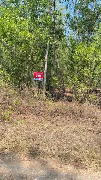 ที่ดินหนองเสือ ปทุมธานี, ปทุมธานี, บึงชำอ้อ, หนองเสือ, ปทุมธานี, 3,200 ตร.ม., ที่ดิน ขาย, โดย The Best Property พิมพ์, 500158240 - DDproperty.com