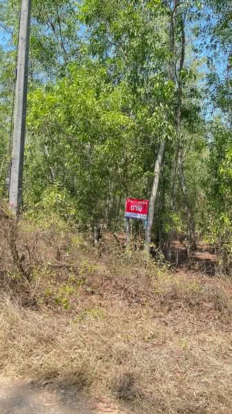 ที่ดินหนองเสือ ปทุมธานี, ปทุมธานี, บึงชำอ้อ, หนองเสือ, ปทุมธานี, 3,200 ตร.ม., ที่ดิน ขาย, โดย The Best Property พิมพ์, 500158240 - DDproperty.com