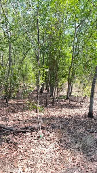 ที่ดินหนองเสือ ปทุมธานี, Pathum Thani, Bung Cham O, Nong Sua, Pathum Thani, , 3,200 sqm, Land For Sale, by The Best Property พิมพ์, 500158240 - DDproperty.com