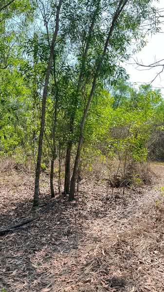 ที่ดินหนองเสือ ปทุมธานี, Pathum Thani, Bung Cham O, Nong Sua, Pathum Thani, , 3,200 sqm, Land For Sale, by The Best Property พิมพ์, 500158240 - DDproperty.com