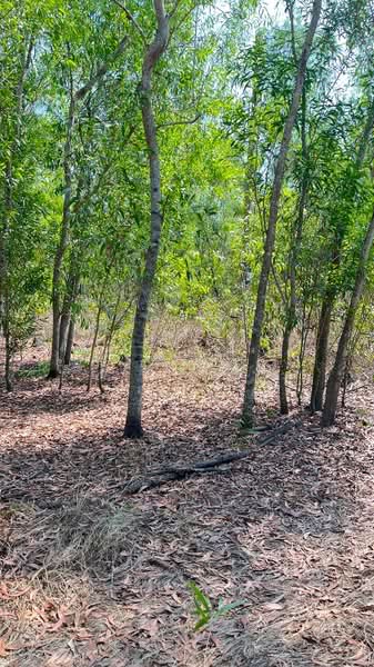 ที่ดินหนองเสือ ปทุมธานี, Pathum Thani, Bung Cham O, Nong Sua, Pathum Thani, , 3,200 sqm, Land For Sale, by The Best Property พิมพ์, 500158240 - DDproperty.com