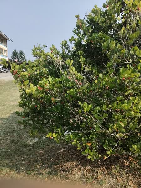 ธุรกิจเสือนอนกิน กำไรเน้นๆ ปีละ 762,000 !!! ขาย อพาร์ทเม้นท์ 3 ชั้น 30 ห้อง พื้นที่กว้าง 2 ไร่กว่า, Chon Buri (Pattaya), Bueng, Si Racha, Chon Buri (Pattaya), , 990 sqm, Shophouse For Sale, by ท๊อป, 500158242 - DDproperty.com