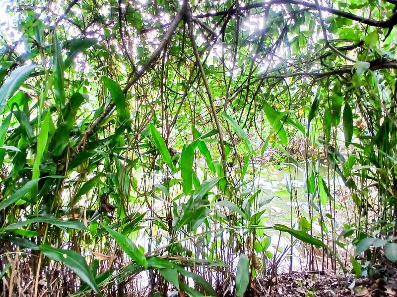 ที่ดินตลิ่งชัน กรุงเทพมหานคร, Bangkok, Taling Chan, Taling Chan, Bangkok, , 2,980 sqm, Land For Sale, by The Best Property แอ๊, 500159099 - DDproperty.com