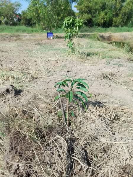 ขายที่ดิน 1 ไร่ รังสิต คลอง 6 ฝั่งตะวันออก ใกล้มทร.ธัญบุรี เข้าออกได้ 2 ทาง, ปทุมธานี, คลองหก, คลองหลวง, ปทุมธานี, 1,600 ตร.ม., ที่ดิน ขาย, โดย เตือนใจ นพณัฐกูลพัทธ์, 500159458 - DDproperty.com