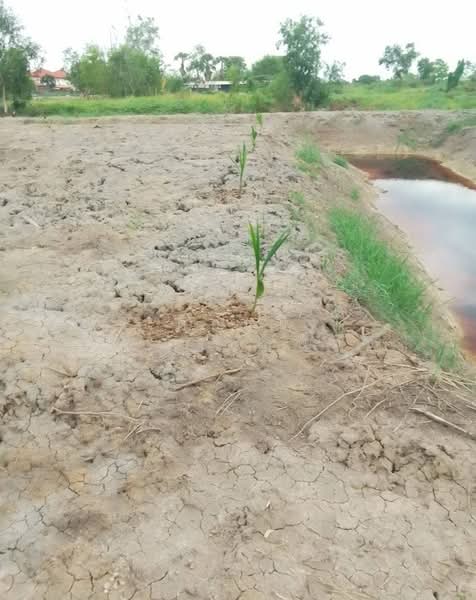 ขายที่ดิน 1 ไร่ รังสิต คลอง 6 ฝั่งตะวันออก ใกล้มทร.ธัญบุรี เข้าออกได้ 2 ทาง, Pathum Thani, Khlong Hok, Khlong Luang, Pathum Thani, , 1,600 sqm, Land For Sale, by เตือนใจ นพณัฐกูลพัทธ์, 500159458 - DDproperty.com