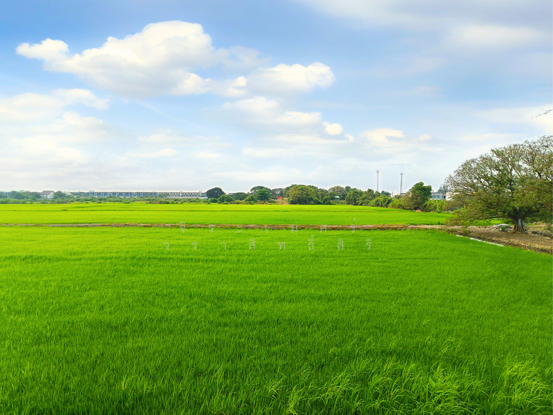 Home Place The Park Wongwan – Rama 9 : โฮมเพลส เดอะ พาร์ค วงแหวน – พระราม 9, กรุงเทพ, ถนน พัฒนาชนบท 3, คลองสองต้นนุ่น, ลาดกระบัง, กรุงเทพ, 220 ตร.ม., บ้านเดี่ยว ขาย, โดย จิระเมศร์ วราสิทธิ์สิริ, 500159542 - บรรยากาศหลังบ้าน - DDproperty.com