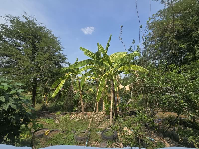 หมู่บ้าน เพ็ญสิริเพลส ถนนสุวินทวงศ์45 หนองจอก, Bangkok, สุวินทวงศ์45, Krathum Rai, Nong Chok, Bangkok, 3 Bedrooms, 150 sqm, Single Detached House For Sale, by นภัสศรณ์ วงศ์สินไทยกร (นันท์), 500159700 - DDproperty.com