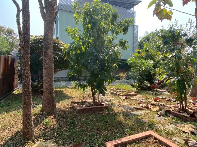 Changphueak, Chiang Mai, Chang Phuak, Muang Chiang Mai, Chiang Mai, 3 Bedrooms, 250 sqm, Single Detached House For Rent, by วุฒิภัทร มิ่งคำ, 500159880 - DDproperty.com