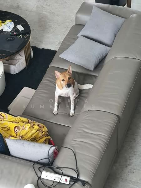 Glam : แกรม, กรุงเทพ, 161 ถ.สตรีวิทยา 2 แยก 23, ลาดพร้าว, ลาดพร้าว, กรุงเทพ, 385 ตร.ม., ทาวน์เฮ้าส์ ขาย, โดย Orapa Sumetheesirisakul, 500160031 - DDproperty.com