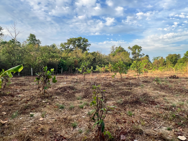 ขาย - ที่ดินหาดใหญ่ สงขลา, สงขลา