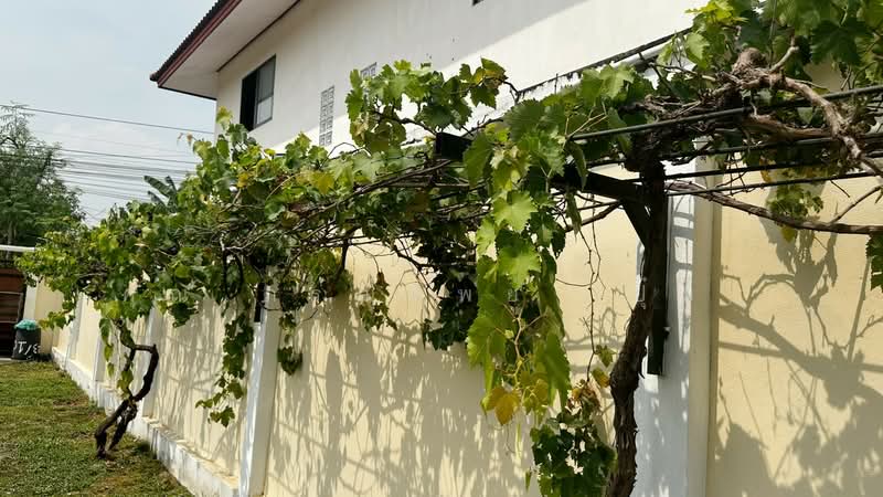 บ้านธรรมสุธีร์ บางเดื่อ, ปทุมธานี, ปทุมธานี-บางคูวัด, บางเดื่อ, เมืองปทุมธานี, ปทุมธานี, 270 ตร.ม., บ้านเดี่ยว ขาย, โดย คุณ ภรณ์ทิพย์ (ปุ๋ย), 500161266 - DDproperty.com