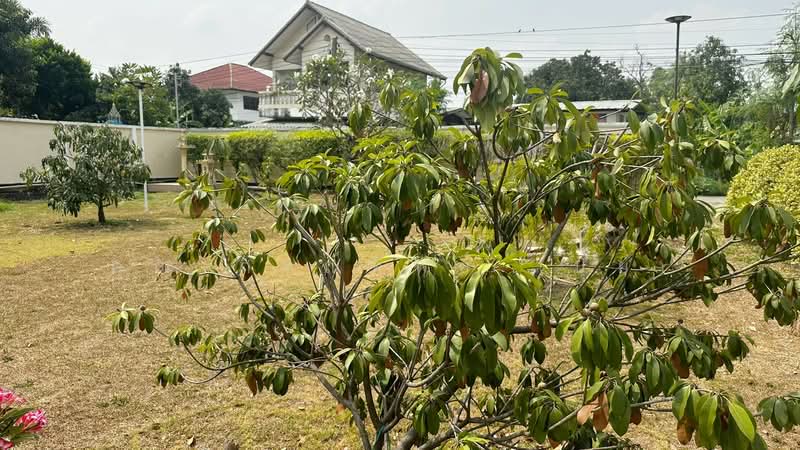 บ้านธรรมสุธีร์ บางเดื่อ, Pathum Thani, ปทุมธานี-บางคูวัด, Bang Dua, Muang Pathum Thani, Pathum Thani, 4 Bedrooms, 270 sqm, Single Detached House For Sale, by คุณ ภรณ์ทิพย์ (ปุ๋ย), 500161266 - DDproperty.com