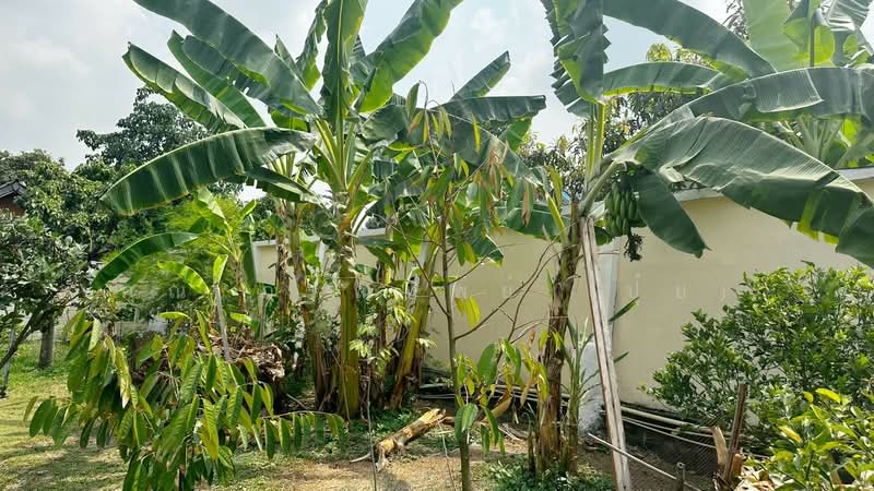 บ้านธรรมสุธีร์ บางเดื่อ, ปทุมธานี, ปทุมธานี-บางคูวัด, บางเดื่อ, เมืองปทุมธานี, ปทุมธานี, 270 ตร.ม., บ้านเดี่ยว ขาย, โดย คุณ ภรณ์ทิพย์ (ปุ๋ย), 500161266 - DDproperty.com