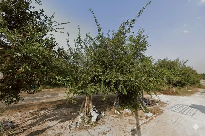 ขาย ที่ดินเปล่า บางละมุง ชลบุรี 50 ตรว. ใกล้แหลมฉบัง ทำเลทองคำที่นักลงทุนและครอบครัวมองหา, ชลบุรี, ตะเคียนเตี้ย, บางละมุง, ชลบุรี, 200 ตร.ม., ที่ดิน ขาย, โดย ชญาพิชชา พันธกิจ, 500161539 - DDproperty.com