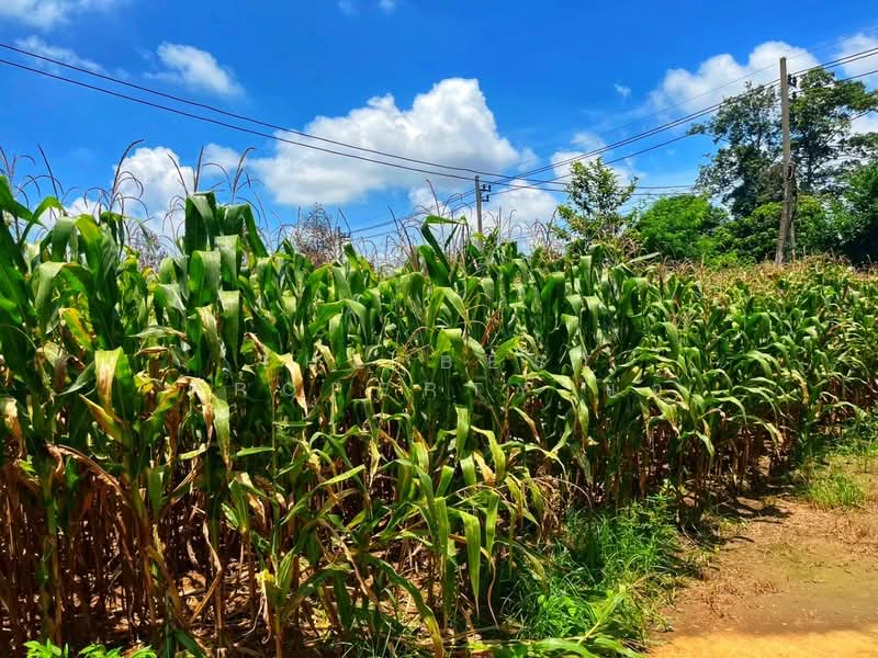 ที่ดินมโนรมย์ ชัยนาท, ชัยนาท, คุ้งสำเภา, มโนรมย์, ชัยนาท, 17,080 ตร.ม., ที่ดิน ขาย, โดย The Best Property แอ้, 500161841 - DDproperty.com