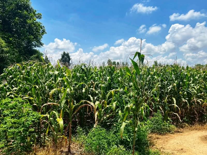 ที่ดินมโนรมย์ ชัยนาท, Chai Nat, Khung Samphao, Manorom, Chai Nat, , 17,080 sqm, Land For Sale, by The Best Property แอ้, 500161841 - DDproperty.com