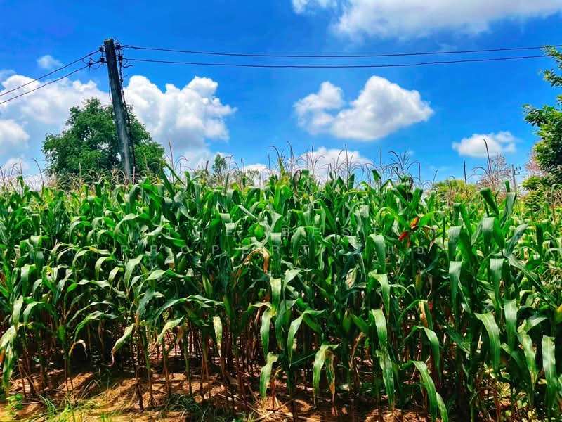 ที่ดินมโนรมย์ ชัยนาท, Chai Nat, Khung Samphao, Manorom, Chai Nat, , 17,080 sqm, Land For Sale, by The Best Property แอ้, 500161841 - DDproperty.com