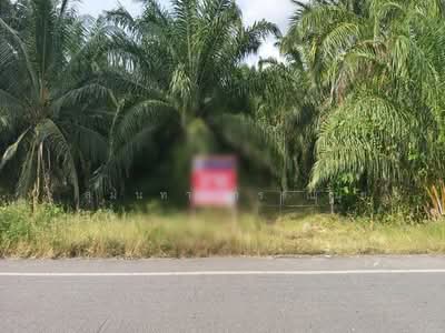 ขาย - ขายสวนปาล์มน้ำมันแปลงใหญ่ในอำเภอป่าพะยอม, พัทลุง