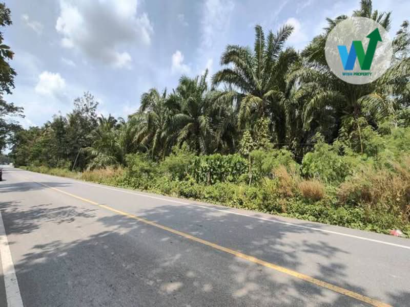 ขาย - ขายสวนปาล์มน้ำมันแปลงใหญ่ในอำเภอป่าพะยอม, พัทลุง