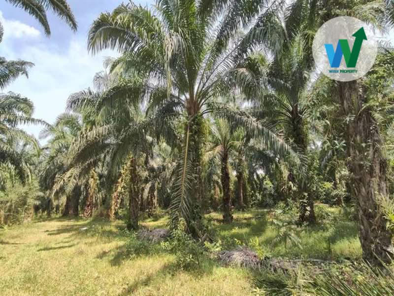 ขาย - ขายสวนปาล์มน้ำมันแปลงใหญ่ในอำเภอป่าพะยอม, พัทลุง