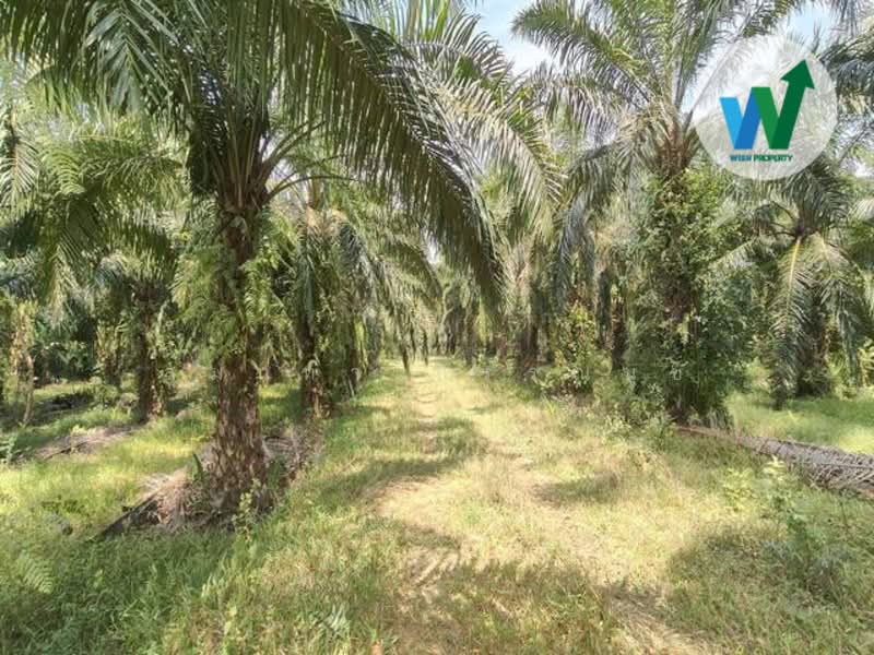 ขาย - ขายสวนปาล์มน้ำมันแปลงใหญ่ในอำเภอป่าพะยอม, พัทลุง