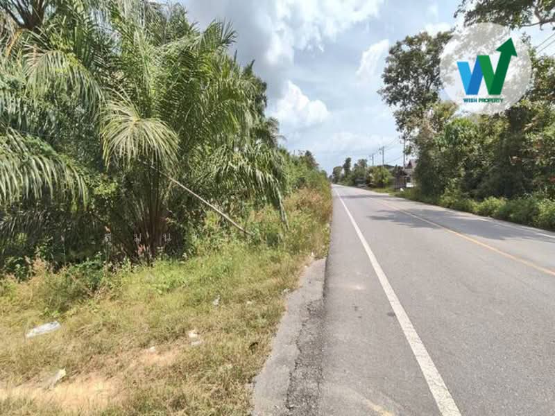 ขาย - ขายสวนปาล์มน้ำมันแปลงใหญ่ในอำเภอป่าพะยอม, พัทลุง