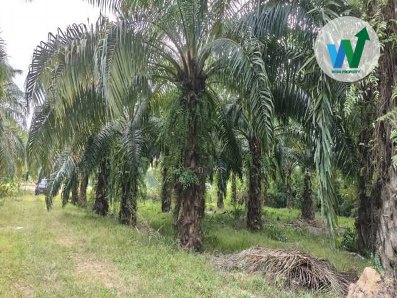 For Land At Ban Phrao Paphayom Phatthalung, Phatthalung, Ban Phrao, Pa Payom, Phatthalung, , 16,560 sqm, Land For Sale, by สุมนทา กรรณนุช, 500163687 - DDproperty.com