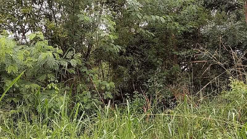 For Sale - ที่ดินปักธงชัย นครราชสีมา, Nakhon Ratchasima