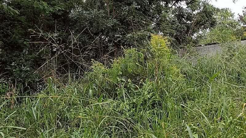 For Sale - ที่ดินปักธงชัย นครราชสีมา, Nakhon Ratchasima