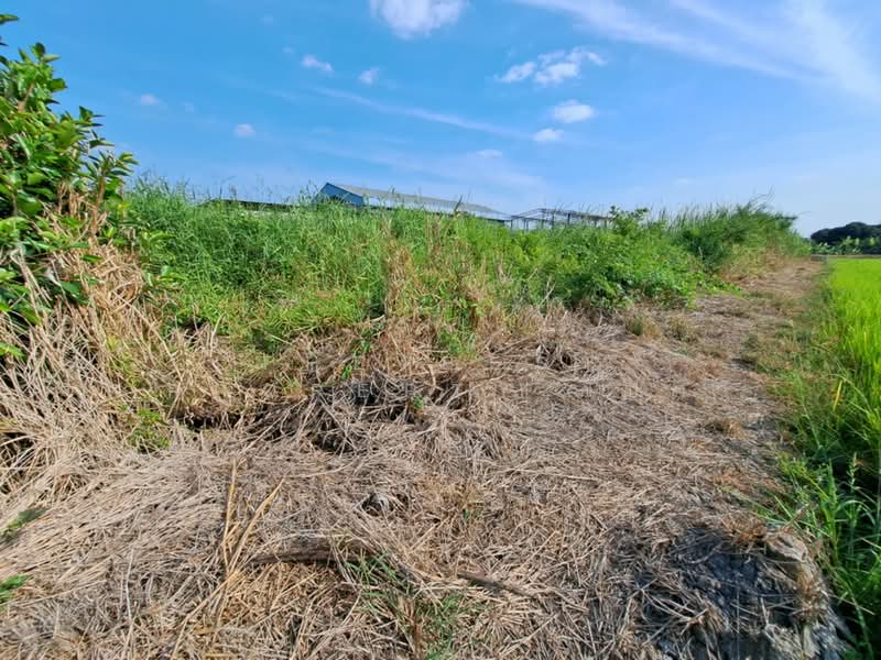 ที่ดินไทรน้อย นนทบุรี, Nonthaburi, Nong Prao Ngai, Sai Noi, Nonthaburi, , 420 sqm, Land For Sale, by The Best Property เป๊ก, 500164624 - DDproperty.com