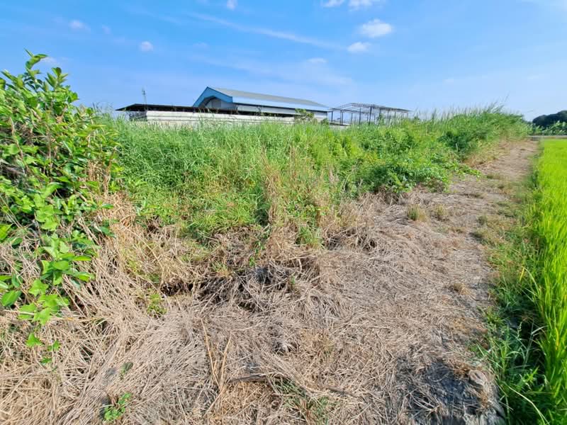 ที่ดินไทรน้อย นนทบุรี, Nonthaburi, Nong Prao Ngai, Sai Noi, Nonthaburi, , 420 sqm, Land For Sale, by The Best Property เป๊ก, 500164624 - DDproperty.com