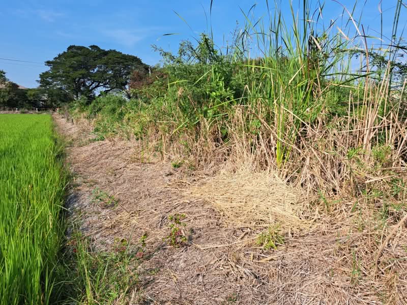 ที่ดินไทรน้อย นนทบุรี, Nonthaburi, Nong Prao Ngai, Sai Noi, Nonthaburi, , 420 sqm, Land For Sale, by The Best Property เป๊ก, 500164624 - DDproperty.com