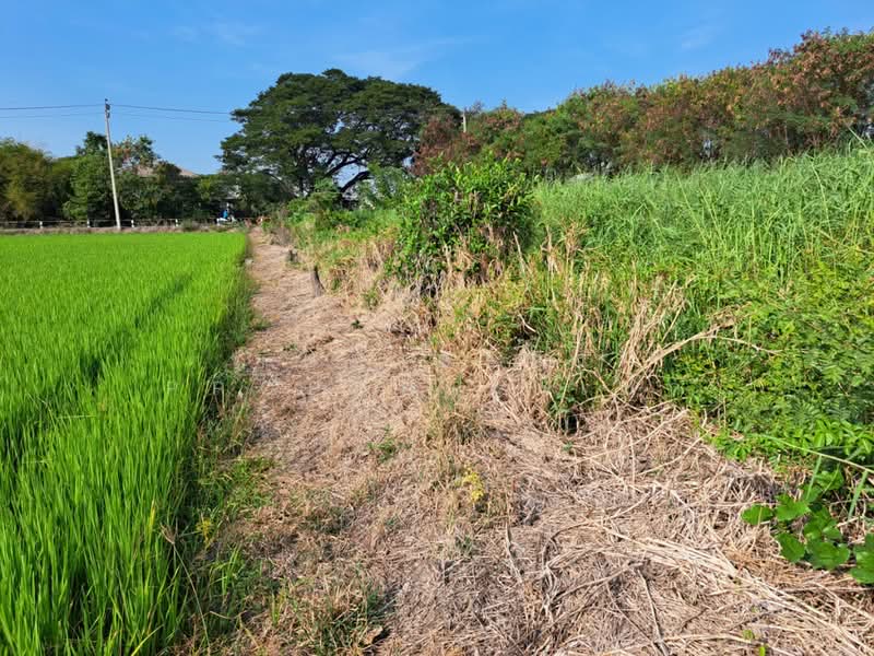 ที่ดินไทรน้อย นนทบุรี, Nonthaburi, Nong Prao Ngai, Sai Noi, Nonthaburi, , 420 sqm, Land For Sale, by The Best Property เป๊ก, 500164624 - DDproperty.com