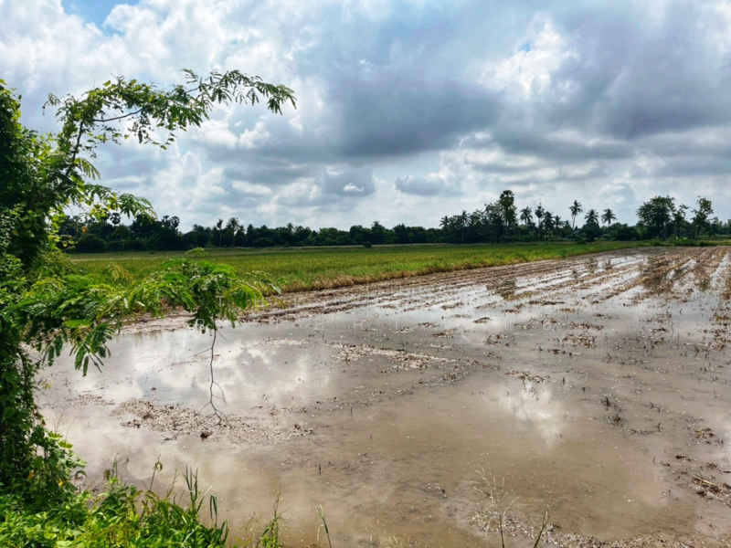 ที่ดินสรรพยา ชัยนาท, ชัยนาท, สรรพยา, สรรพยา, ชัยนาท, 5,220 ตร.ม., ที่ดิน ขาย, โดย The Best Property แอ้, 500164869 - DDproperty.com