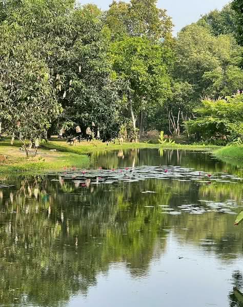 ชะอม, Saraburi, Cha Om, Kaeng Khoi, Saraburi, , 33,036 sqm, Land For Sale, by กมล นิทรัพย์, 500164993 - DDproperty.com