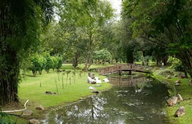 ชะอม, Saraburi, Cha Om, Kaeng Khoi, Saraburi, , 33,036 sqm, Land For Sale, by กมล นิทรัพย์, 500164993 - DDproperty.com