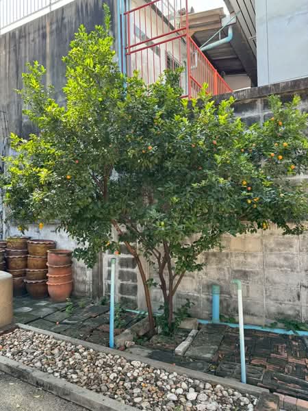 ขายบ้านพร้อมที่ดิน, กรุงเทพ, บางบำหรุ, บางพลัด, กรุงเทพ, 100 ตร.ม., บ้านเดี่ยว ขาย, โดย คุณเอ๋, 500165357 - DDproperty.com