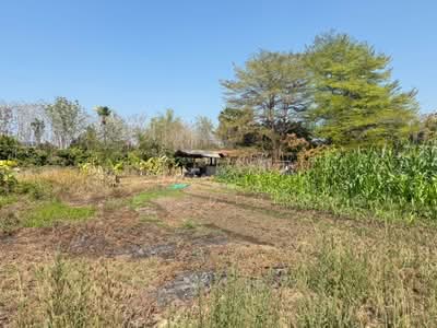 ขาย - ที่ดินสันกำแพง เชียงใหม่, เชียงใหม่