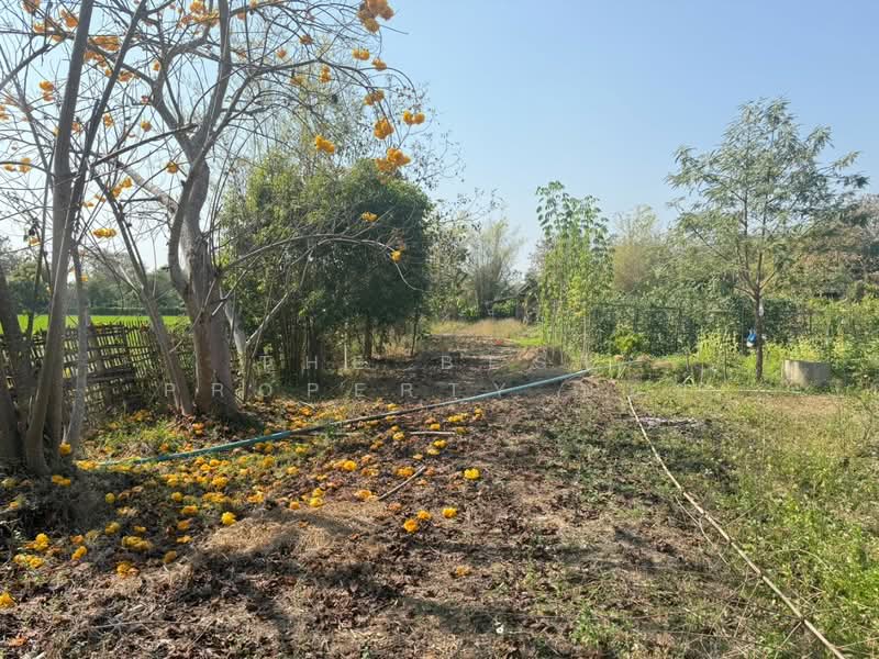 ที่ดินสันกำแพง เชียงใหม่, Chiang Mai, Buak Sang, San Kamphaeng, Chiang Mai, , 3,668 sqm, Land For Sale, by The Best Property บอย, 500165405 - DDproperty.com