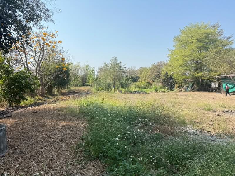 ที่ดินสันกำแพง เชียงใหม่, Chiang Mai, Buak Sang, San Kamphaeng, Chiang Mai, , 3,668 sqm, Land For Sale, by The Best Property บอย, 500165405 - DDproperty.com