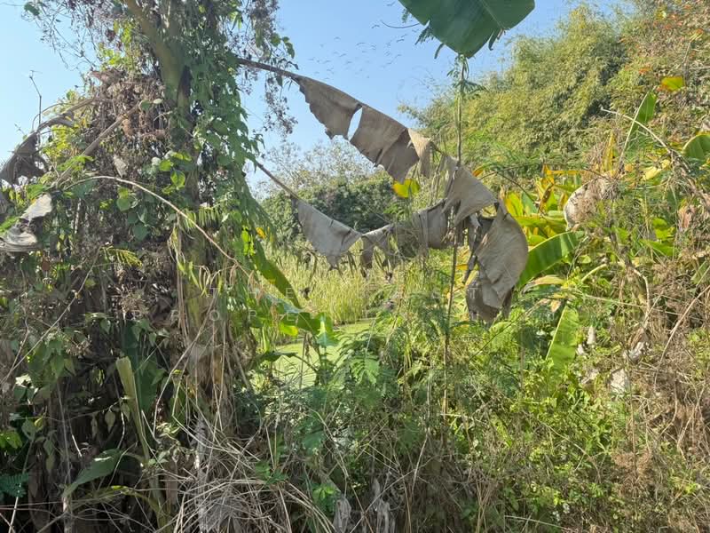 ที่ดินสันกำแพง เชียงใหม่, Chiang Mai, Buak Sang, San Kamphaeng, Chiang Mai, , 3,668 sqm, Land For Sale, by The Best Property บอย, 500165405 - DDproperty.com