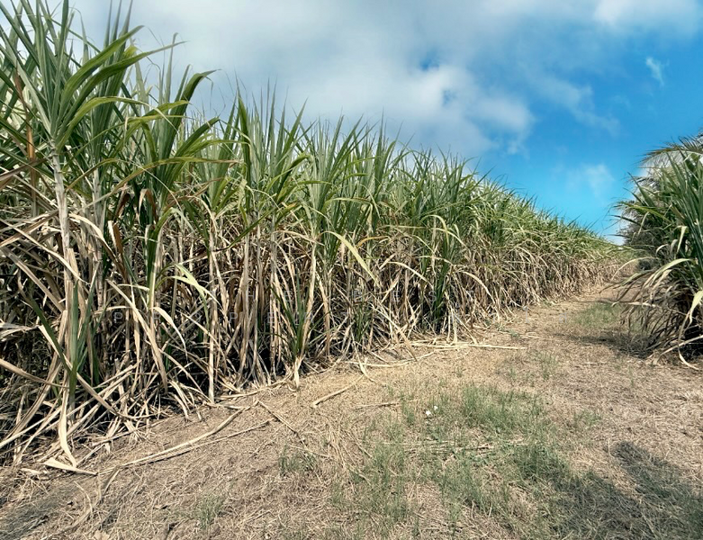 ขาย - ที่ดินพร้อมสิ่งปลูกสร้างโพธาราม ราชบุรี, ราชบุรี