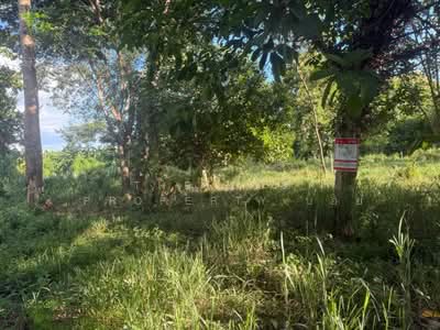 ขาย - ที่ดินสันทราย เชียงใหม่, เชียงใหม่