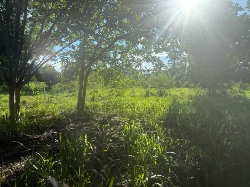 ที่ดินสันทราย เชียงใหม่, Chiang Mai, Nong Yaeng, San Sai, Chiang Mai, , 552 sqm, Land For Sale, by The Best Property บอย, 500165420 - DDproperty.com