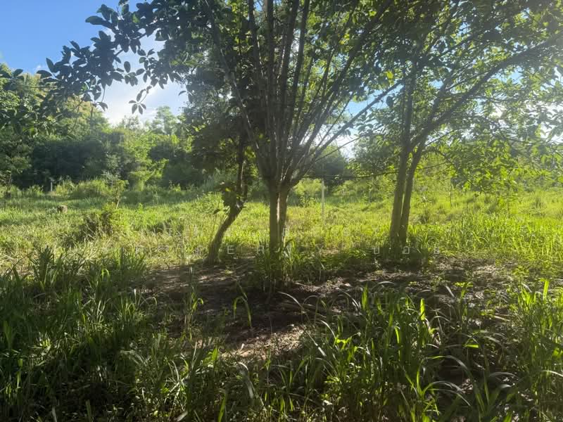 ที่ดินสันทราย เชียงใหม่, Chiang Mai, Nong Yaeng, San Sai, Chiang Mai, , 552 sqm, Land For Sale, by The Best Property บอย, 500165420 - DDproperty.com