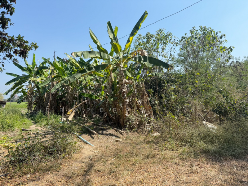 ที่ดินสันกำแพง เชียงใหม่, เชียงใหม่, บวกค้าง, สันกำแพง, เชียงใหม่, 728 ตร.ม., ที่ดิน ขาย, โดย The Best Property บอย, 500165456 - DDproperty.com