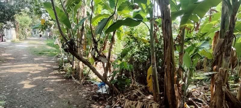 ที่ดินเปล่า หลังปั้มปตท. ราชพฤกษ์ 254.1 ตารางวา, นนทบุรี, บางรักน้อย, เมืองนนทบุรี, นนทบุรี, 1,016 ตร.ม., ที่ดิน ขาย, โดย นันธิกา ศรีสุวรรณ, 500165852 - DDproperty.com